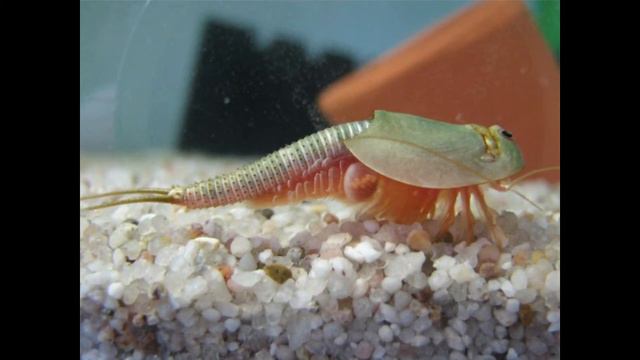 Самое древнее животное которое до сих пор не вымерло. Кто это?