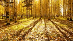 Обыденность и Жизнетворение