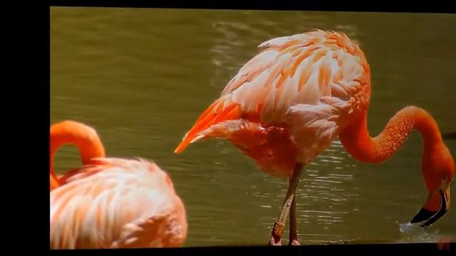 Красный фламинго (лат.  Phoenicopterus ruber)