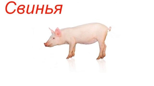 Домашние животные и их голоса смотреть онлайн