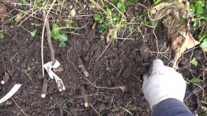 Инжир,укоренение черенков в ОГ осенью. 21