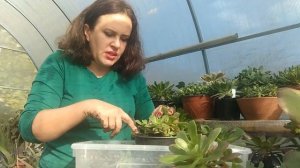 Пересаживаю эониумы в ноябре. Уход в домашних условиях