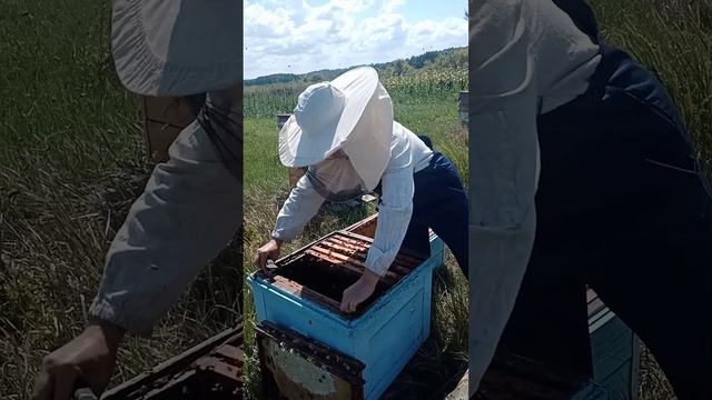 #формированиепчелосемьивзиму#майскийотводок#пчеловодство#мед