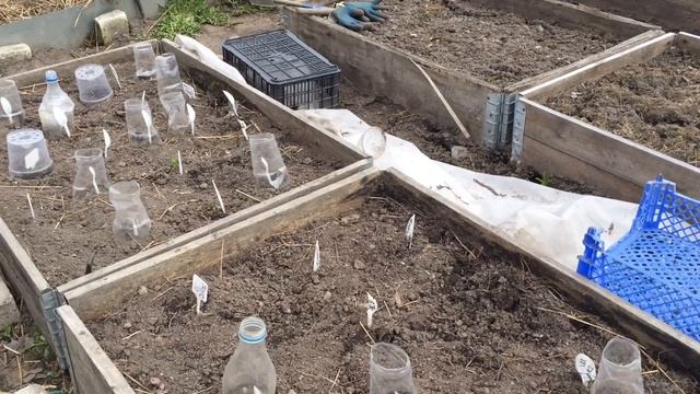 ЧЕРЕНКИ МЕТЕЛЬЧАТЫХ ГОРТЕНЗИЙ ПОСЛЕ ЗИМЫ смотреть онлайн