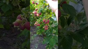 малина Мара стар.