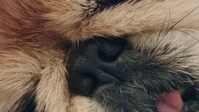 Пекинес спит смотреть онлайн