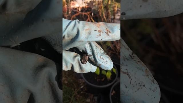 чем тритон отличается от ящерицы смотреть онлайн