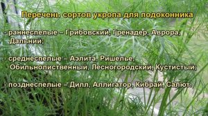 Выращивание укропа на подоконнике. Сорта укропа для выращивания на подоконнике.