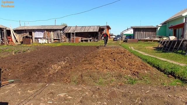 Правильно настроеный плуг пашет! Плуг под лебёдку.Грядочки в рядочек! Живём в деревне.