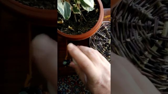 Эфирное масло имбиря и простой рецепт