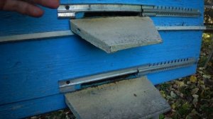 Расположение гнезда в улье. Где должен сидеть пчелиный КЛУБ?