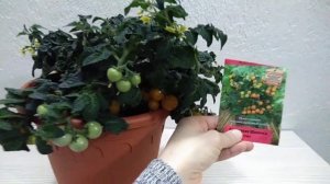 Балконному томату "Оранжевая шапочка" 4 месяца. Налилось много плодов.