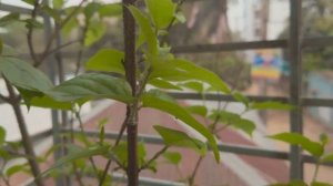 Xperia 5 mark 2 ( Xperia 5 ii) 4k 120 fps Cinematic Video test!