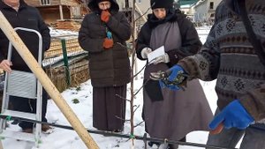 Формировка скелета яблони с центральным проводником. Первый год после посадки.
