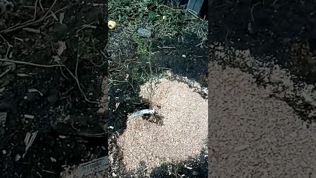 Зизифус конфетный, очень похож на финики смотреть онлайн