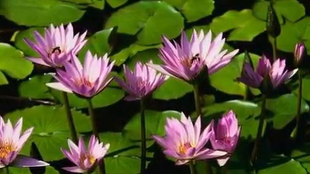 ЦВЕТЕ смотреть онлайн