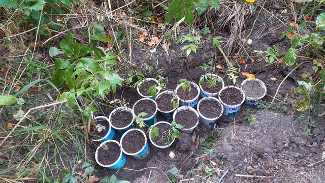 Осенняя пересадка сеянцев бархата амурского. смотреть онлайн