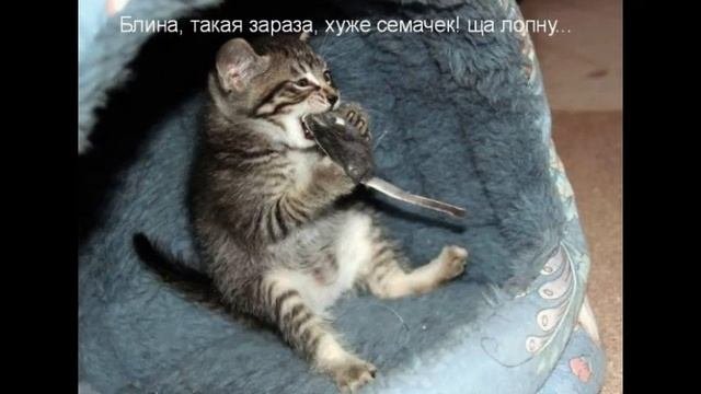 смешные картинки с надписями