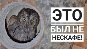 Сова сплюшка Трунь пропал при загадочных обстоятельствах. Куда?