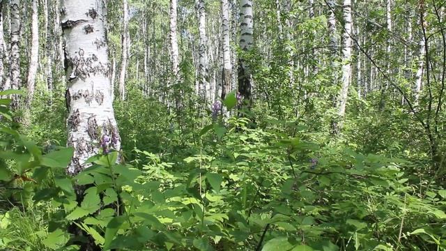 Зарисовка июнь 2017-"В лесу" смотреть онлайн