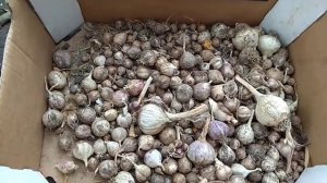 Какой чеснок я сажаю. Головки чеснока будут крупными - выбираем чеснок правильно.