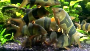 Боция клоун , стая