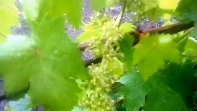 Цветение винограда. Обзор виноградника июнь 2017 года смотреть онлайн