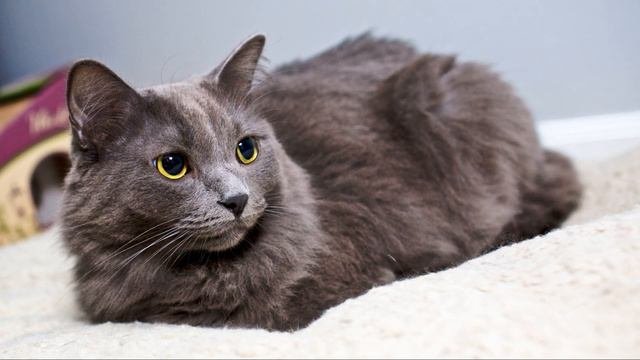 Самые красивые породы кошек