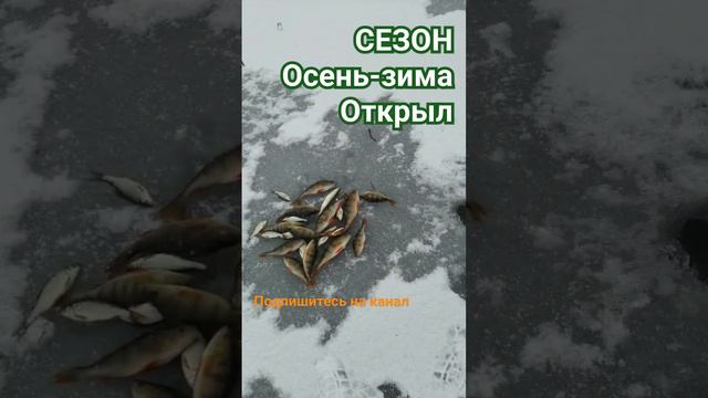 РЫБАЛКА на МОРМЫШКУ 🐟 ПЕРВЫЙ ЛЁД 🎣🌊🐟🎣🐟🌊🐟🌅