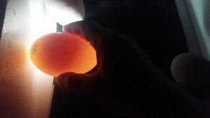 Овоскопирование гусиных яиц, 10-й день инкубации.