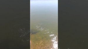 Рыбалка в Луганской области!