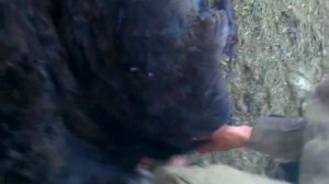 стрижка овец за 3 минуты