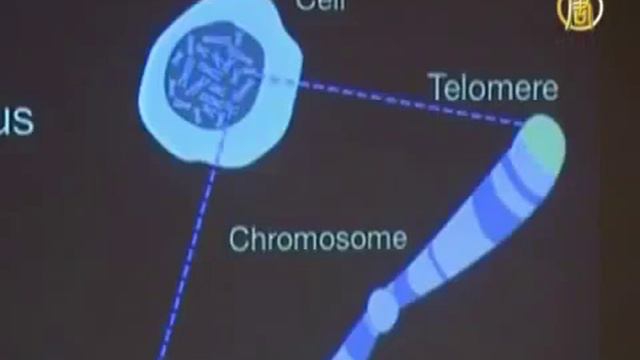 Нобелевская премия за открытие 2009г , на котором основана продукция Jeunesse Global! смотреть онлайн