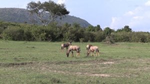 Кения. Maasai Mara. Масаи-Мара — знаменитый заповедник в Кении, смена локации.