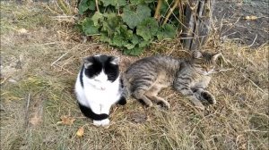 Коты играют и отдыхают на природе