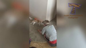 CATS will make you LAUGH YOUR HEAD OFF - Funny CAT compilation