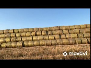 Охота с борзыми на зайца!