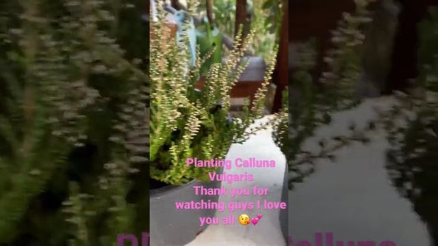 My New Plants Calluna Vulgaris#Shorts