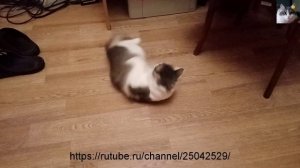 Видео смотреть как кошка Муча Пуча делает кувырки.mp4