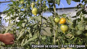 Помидор Гордость Марины(Marina's Praise). Один из самых урожайных томатов #огород #сад #урожай