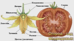 Как эффективно помогать опылению и завязыванию томатов