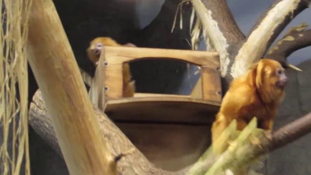 Золотистые львиные тамарины и малыш 30.10.18 смотреть онлайн