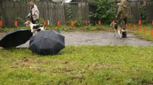 Выставка-соревнование собак в Тосно. Русская пегая гончая.