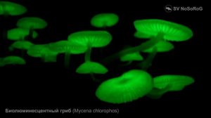 Биолюминесцентный гриб (Mycena chlorophos)