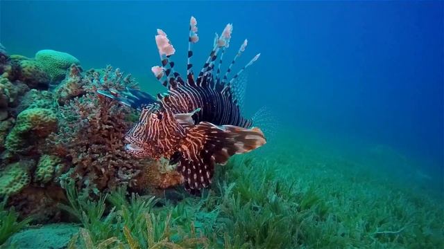 Red Sea\Lion Fish yawns\ Egypt \ Dahab\ diving \Египет / Дахаб / дайвинг /Крылатка зевает смотреть онлайн