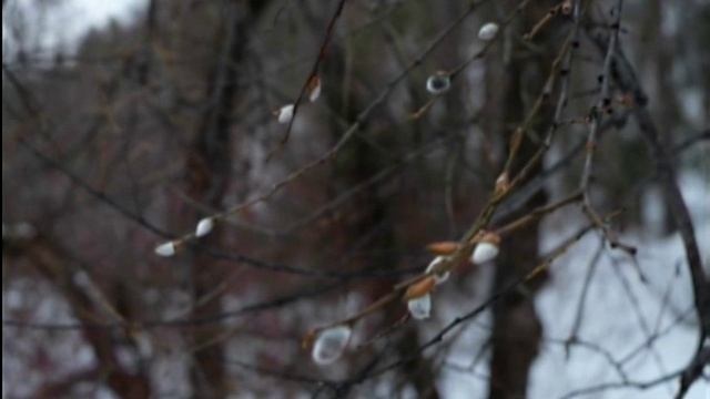 В Красноярске распустилась верба смотреть онлайн