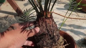 The Easiest Bonsai for Beginners | Sago Palm/Cycas plant Bonsai