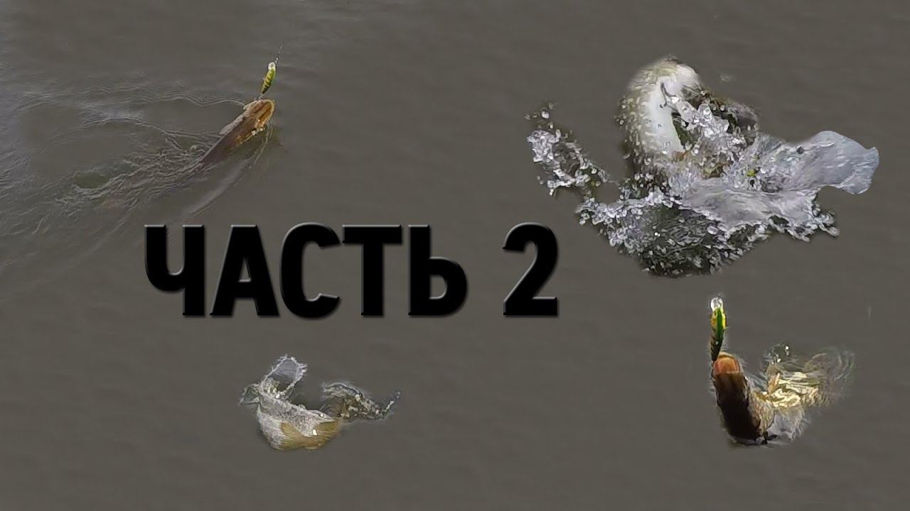 Рыбалка НА ДИКОМ ПРУДУ| ЩУКА,ОКУНЬ,ЛИНЬ,КАРАСЬ,КРАСНОПЁРКА| "БЕЛЫЙ АМУР" ЧАСТЬ 2. смотреть онлайн