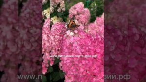 Гортензия Самарская Лидия (Rensam) Framboise. Настоящее золото для вашего сада????