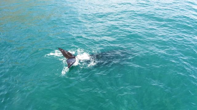 4к видео музыка Tiesto - The Business.mov